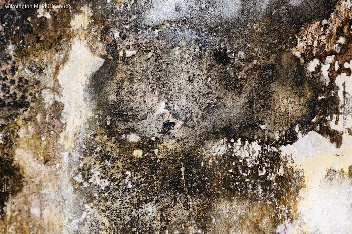 Hero Mold Company of Wilmington NC Picture 6