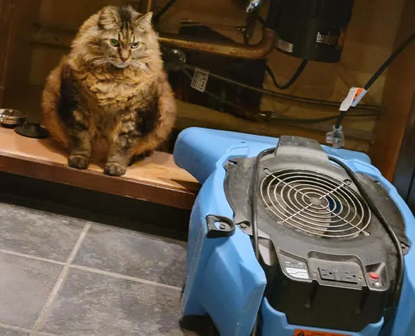 Renaissance Restoration Picture 6