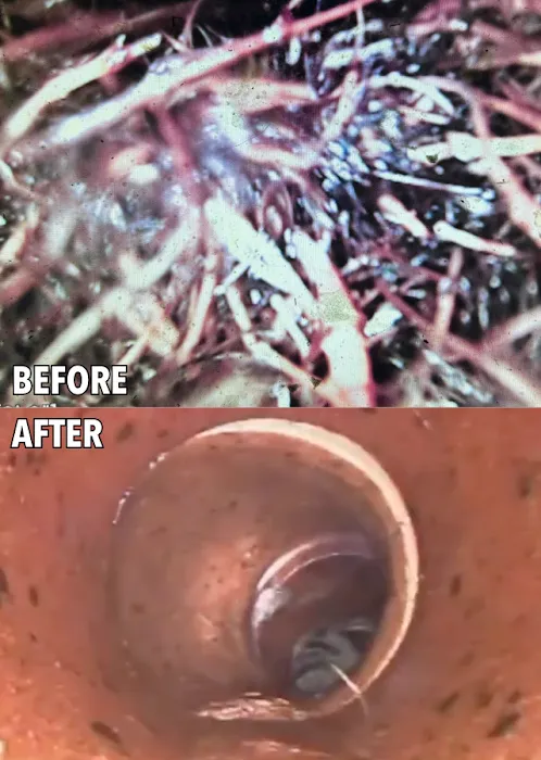 1-Tom-Plumber Picture 10