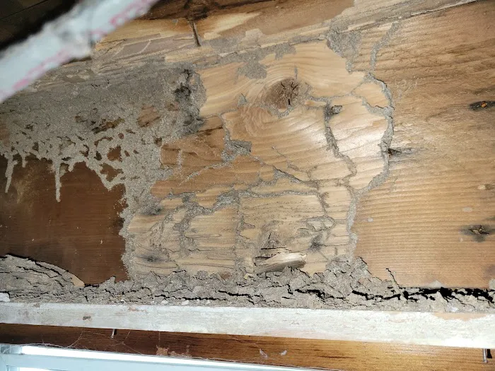 Moldguys Restoration Picture 1