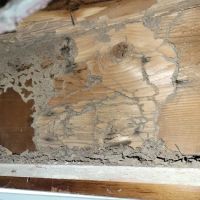 Moldguys Restoration ico