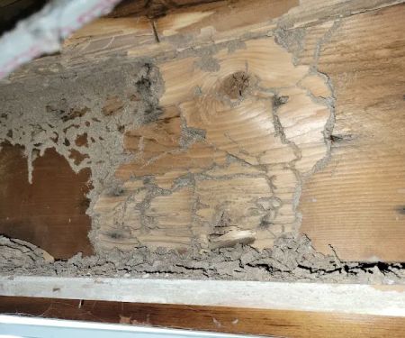 Moldguys Restoration