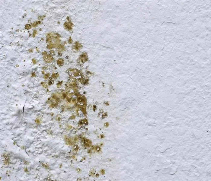 A1 Water & Mold Removal MA Picture 10