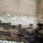 How to Prevent Mold Growth After Water Damage in Your Basement