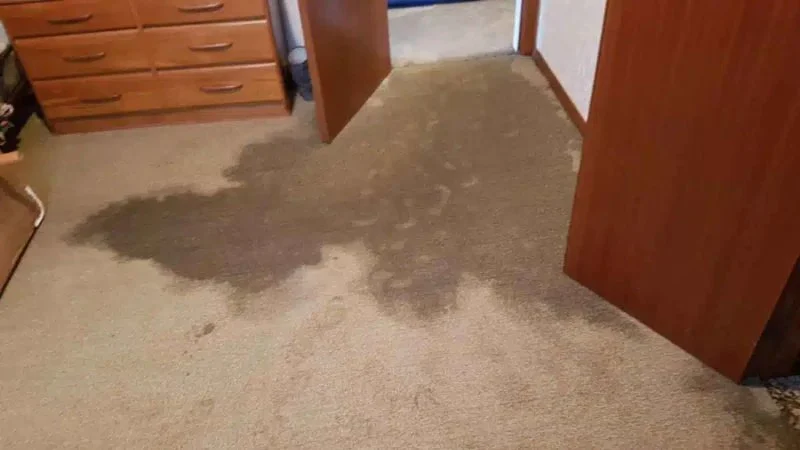 Water Damage Repair for Soggy Carpets: Causes, Risks, and Solutions