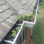 How to Prevent Water Damage From Clogged Gutters: Tips and Solutions