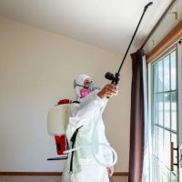 Mold Pro Chicago ico