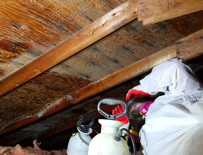 Moldman Chicago Picture 9