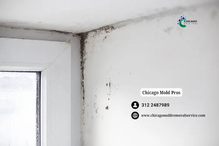 Chicago Mold Pros Picture 10