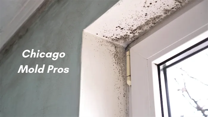 Chicago Mold Pros Picture 7