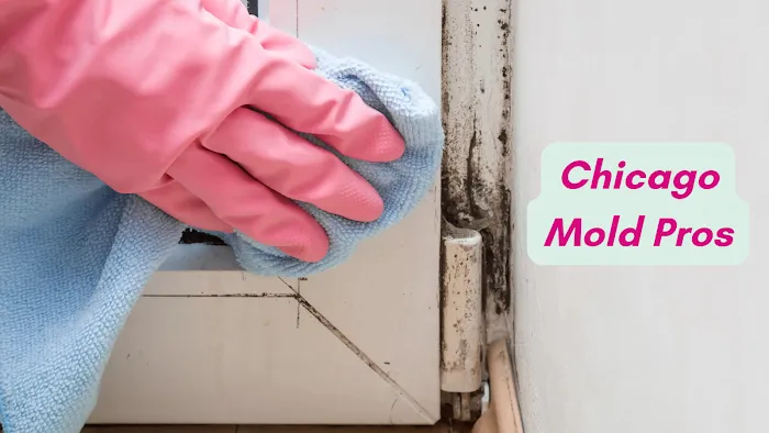 Chicago Mold Pros Picture 6