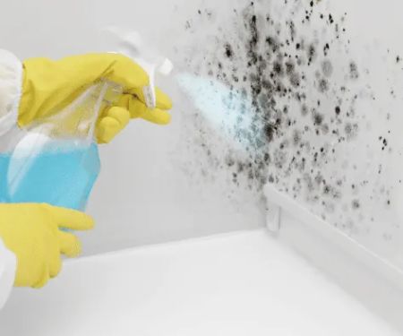 Chicago Easy Mold Removal