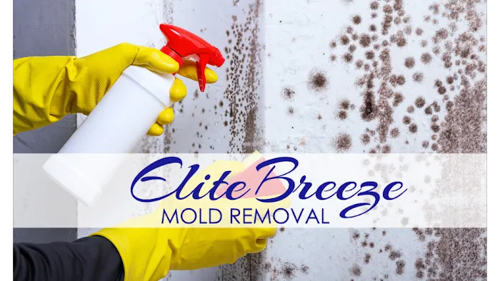 Elite Breeze Mold Removal Picture 4