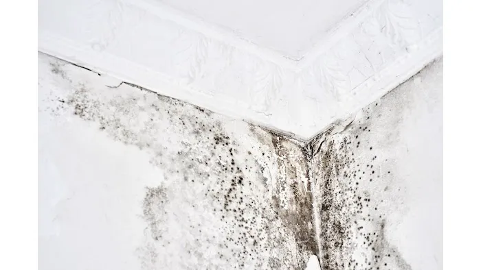 Elite Breeze Mold Removal Picture 2