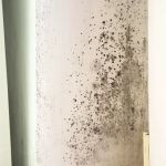 Elite Breeze Mold Removal