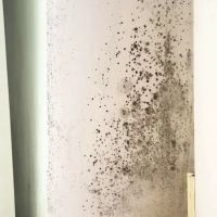 Elite Breeze Mold Removal ico