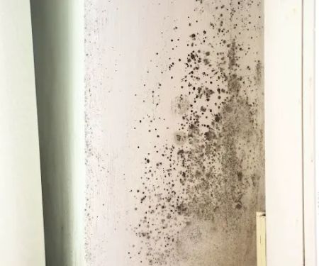 Elite Breeze Mold Removal