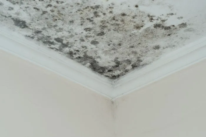 Chicago Mold Specialist Picture 5