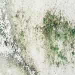 Chicago Mold Specialist