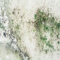 Chicago Mold Specialist ico