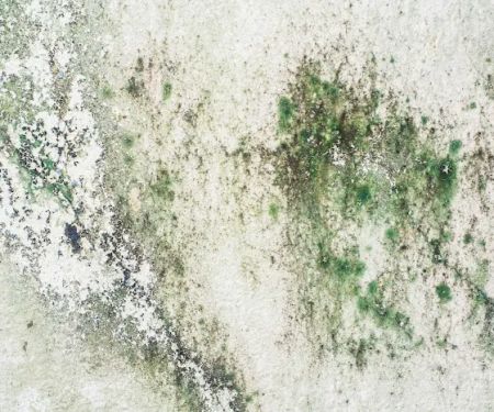 Chicago Mold Specialist