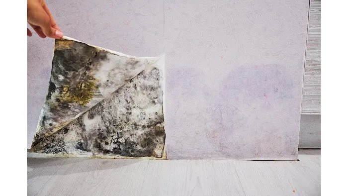 Clear Horizon Mold Removal Picture 1