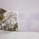 Clear Horizon Mold Removal