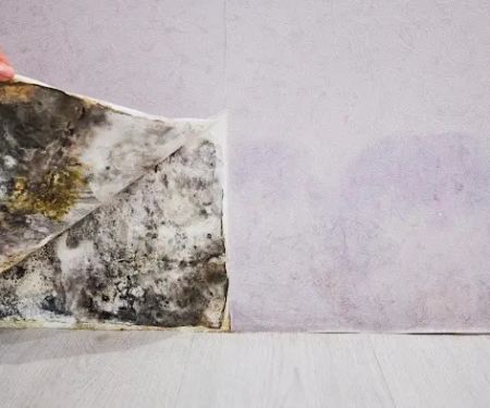 Clear Horizon Mold Removal