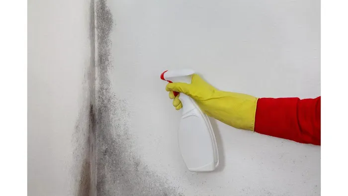 Clear Horizon Mold Removal Picture 3