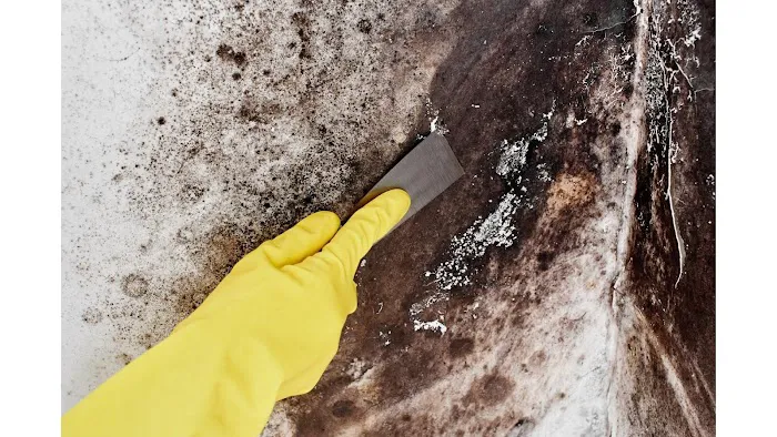 Clear Horizon Mold Removal Picture 2