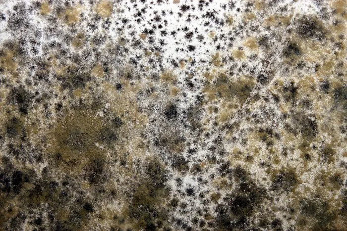 A Roto Restoration & Budget King Carpet Cleaning Picture 3