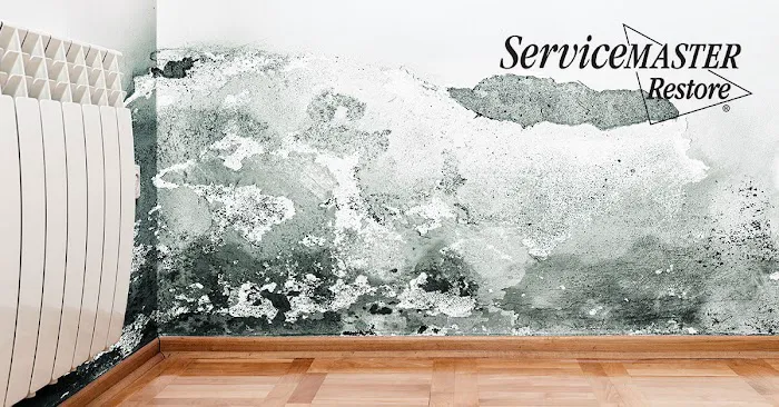 ServiceMaster Mold Remediation Company Picture 1