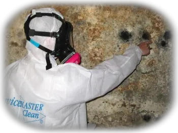 ServiceMaster Mold Remediation Company Picture 3