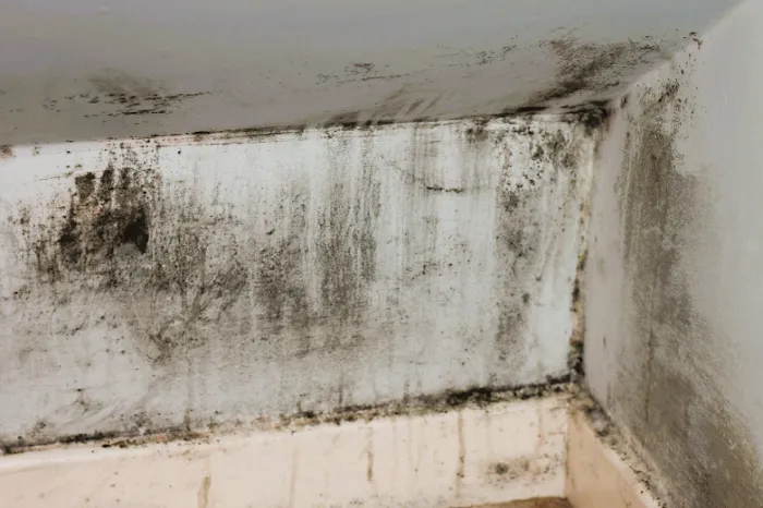 Rinomia Water Damage Picture 2