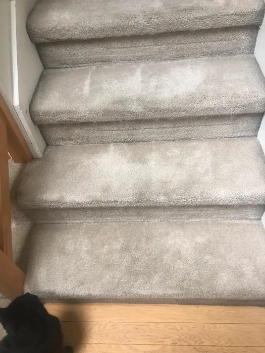 Stanley Steemer Picture 10