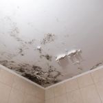 Mount Prospect Mold Removal