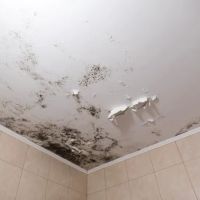 Mount Prospect Mold Removal ico