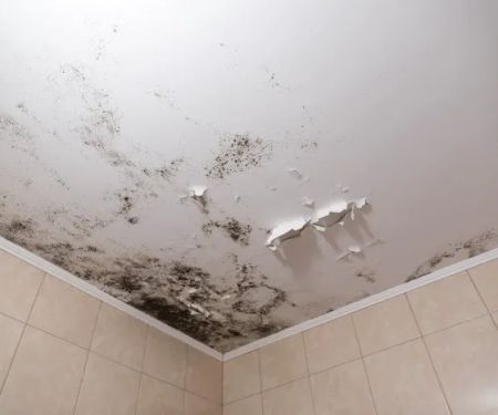 Mount Prospect Mold Removal