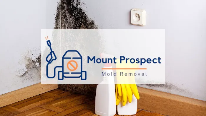 Mount Prospect Mold Removal Picture 3
