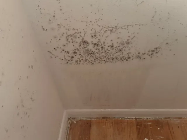 NoMold Solutions LLC Picture 7