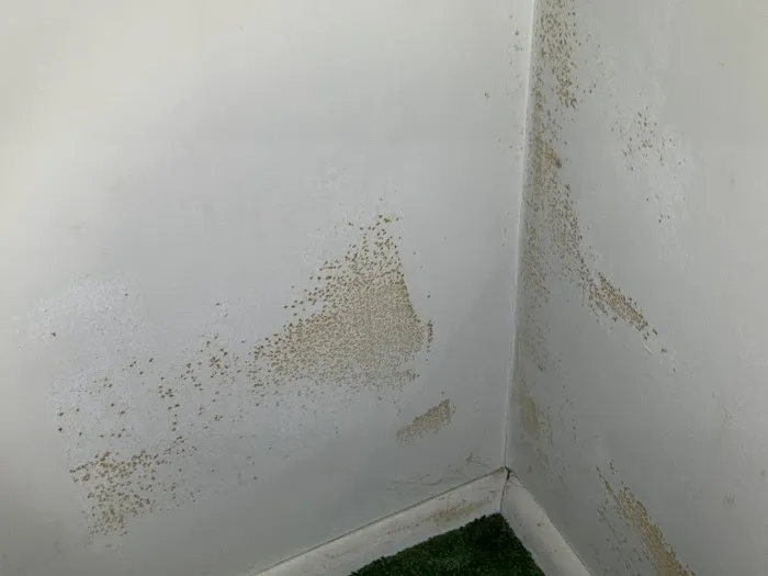 Mold Warrior Picture 8