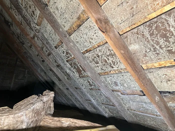 Mold Warrior Picture 5