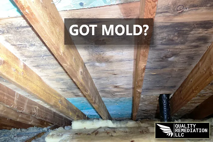 Quality Mold Remediation Picture 4