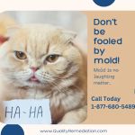 Quality Mold Remediation
