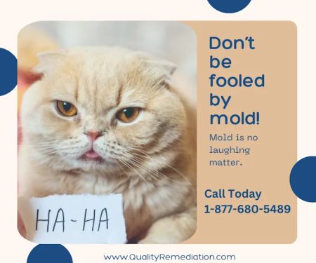 Quality Mold Remediation