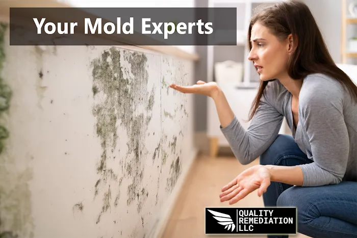 Quality Mold Remediation Picture 9