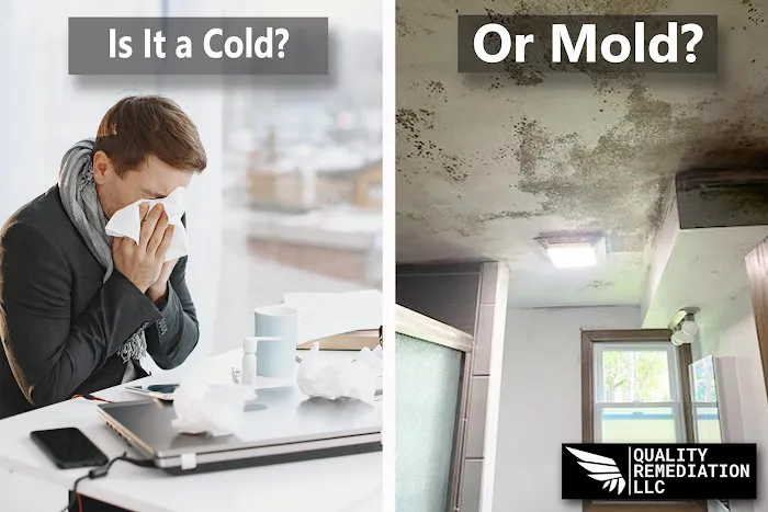 Quality Mold Remediation Picture 3