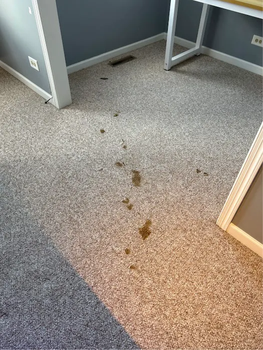 Green Clean Picture 6