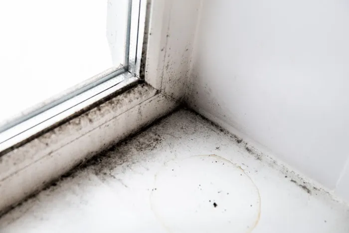 Lakemoor Mold Remediation Picture 9