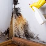 Lakemoor Mold Remediation